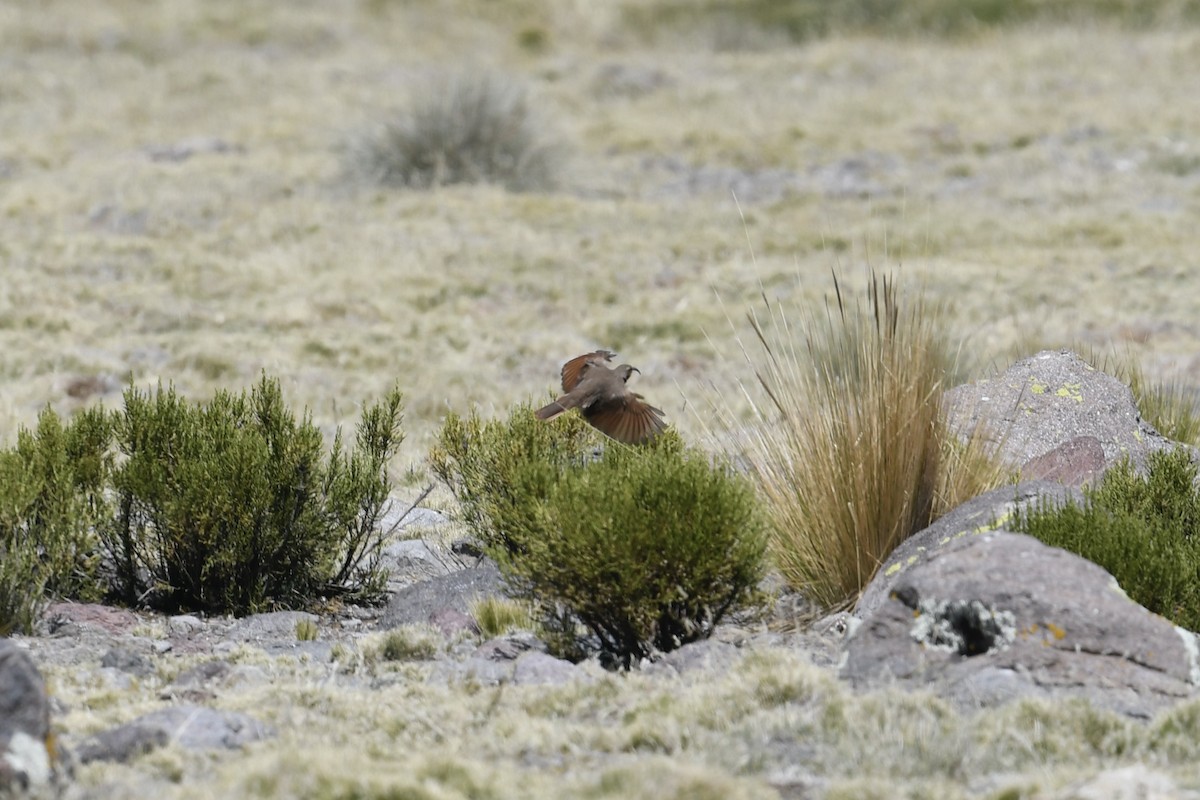 White-throated Earthcreeper - ML608972662