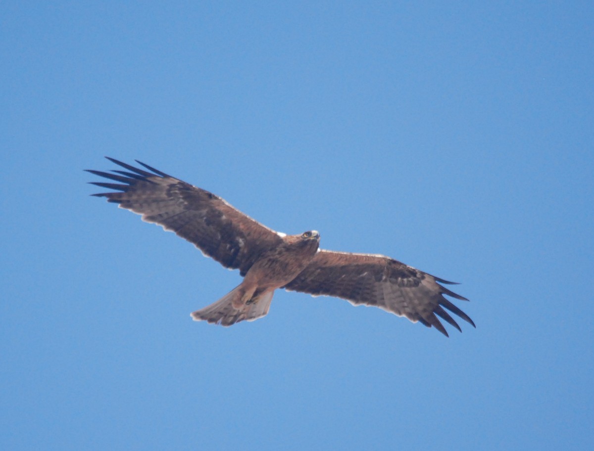 Booted Eagle - ML608972663