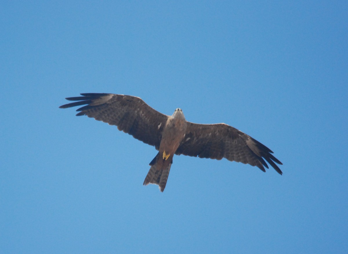 Black Kite - Pablo Santonja