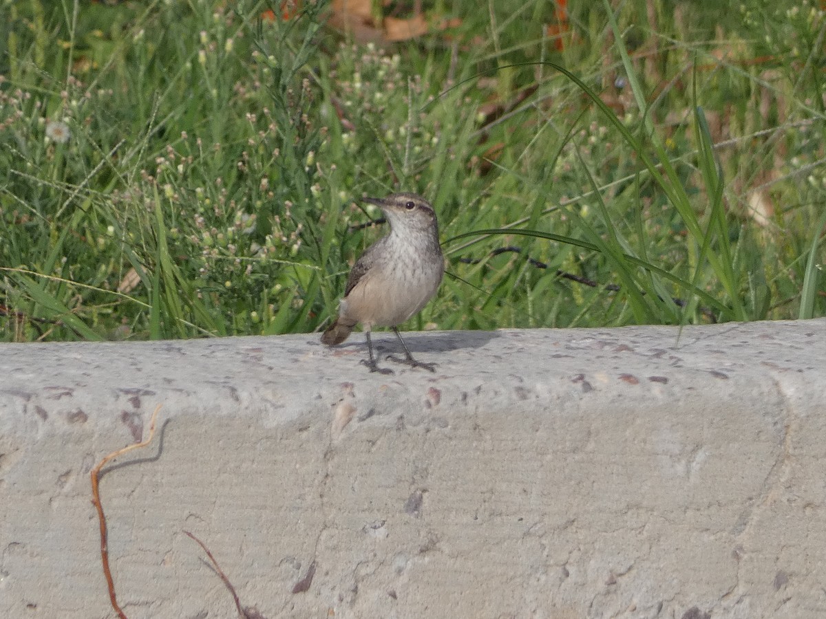 Rock Wren - ML608972685