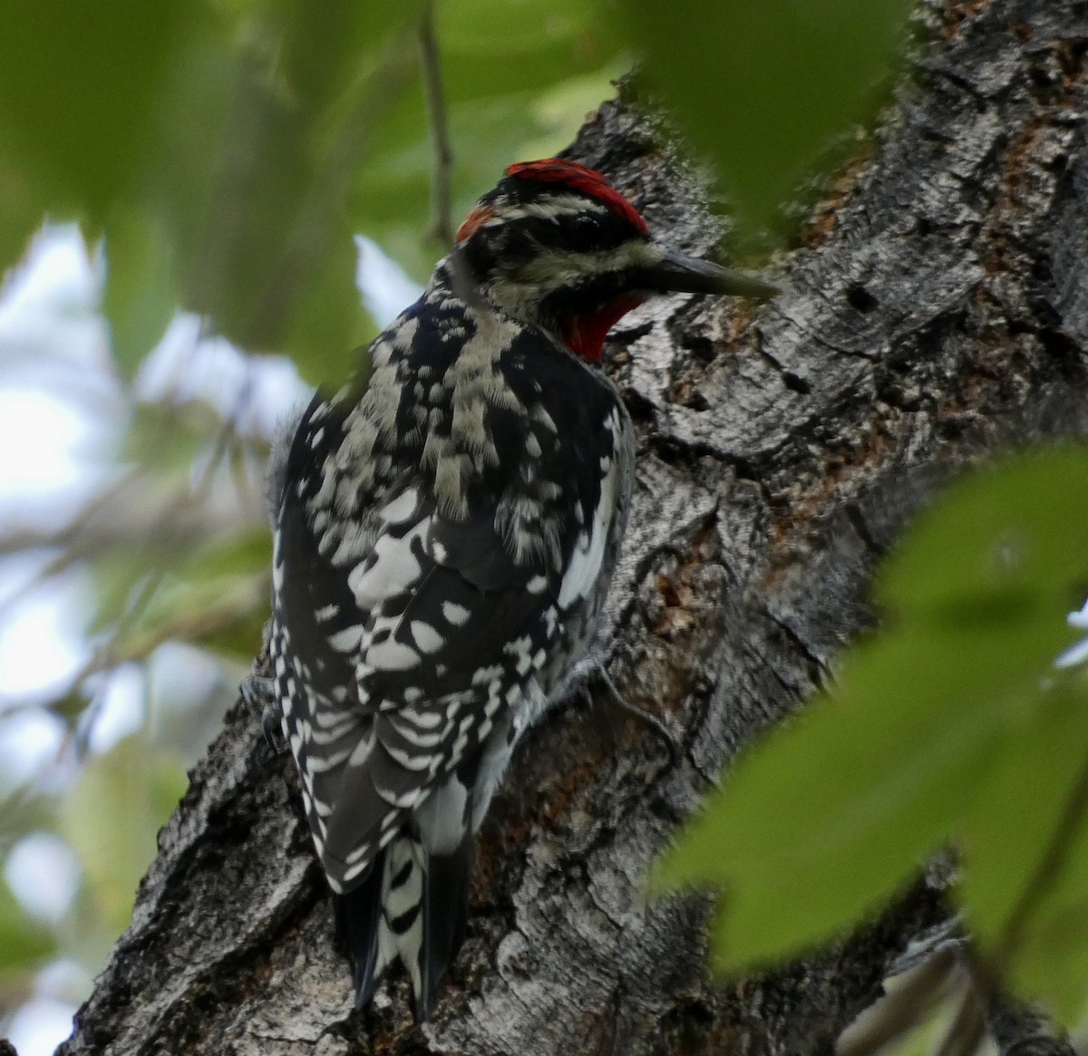 Red-naped Sapsucker - Dylan Osterhaus