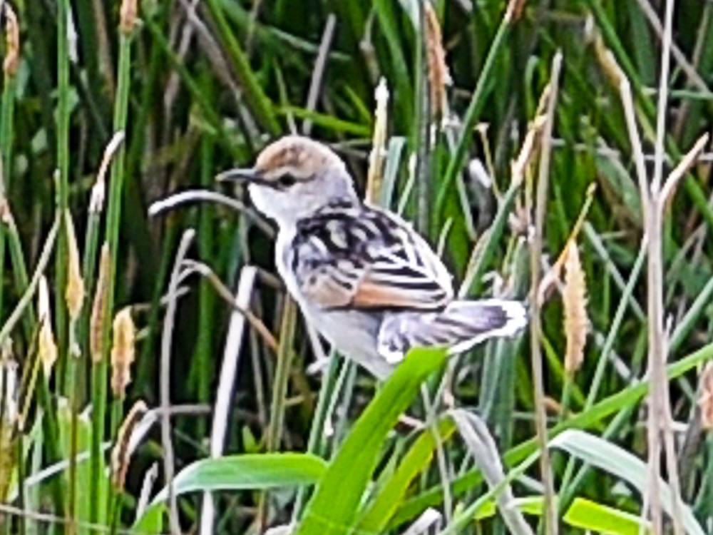 Rufous-winged Cisticola - ML608972740