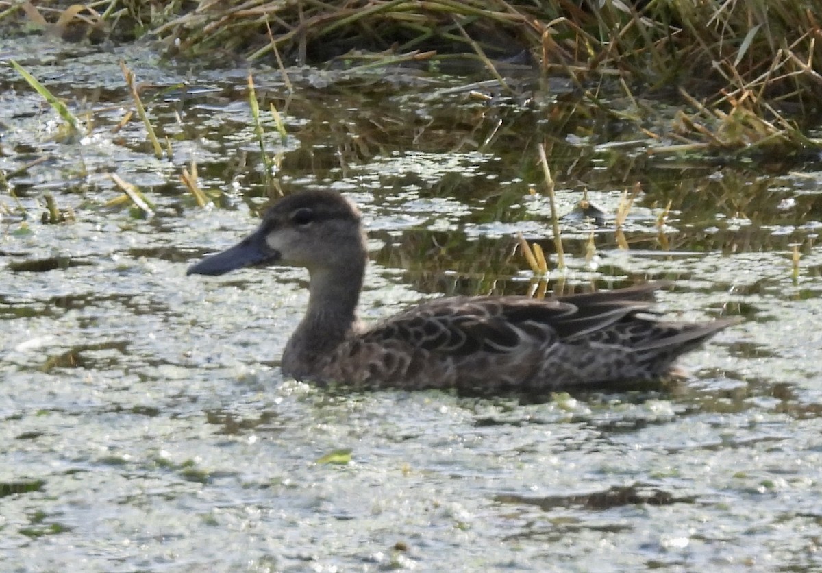 Blue-winged Teal - ML608972748