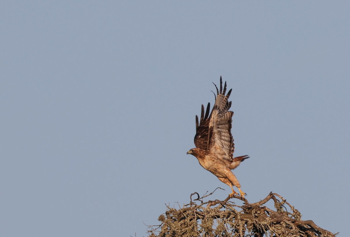 Red-tailed Hawk - ML608972790