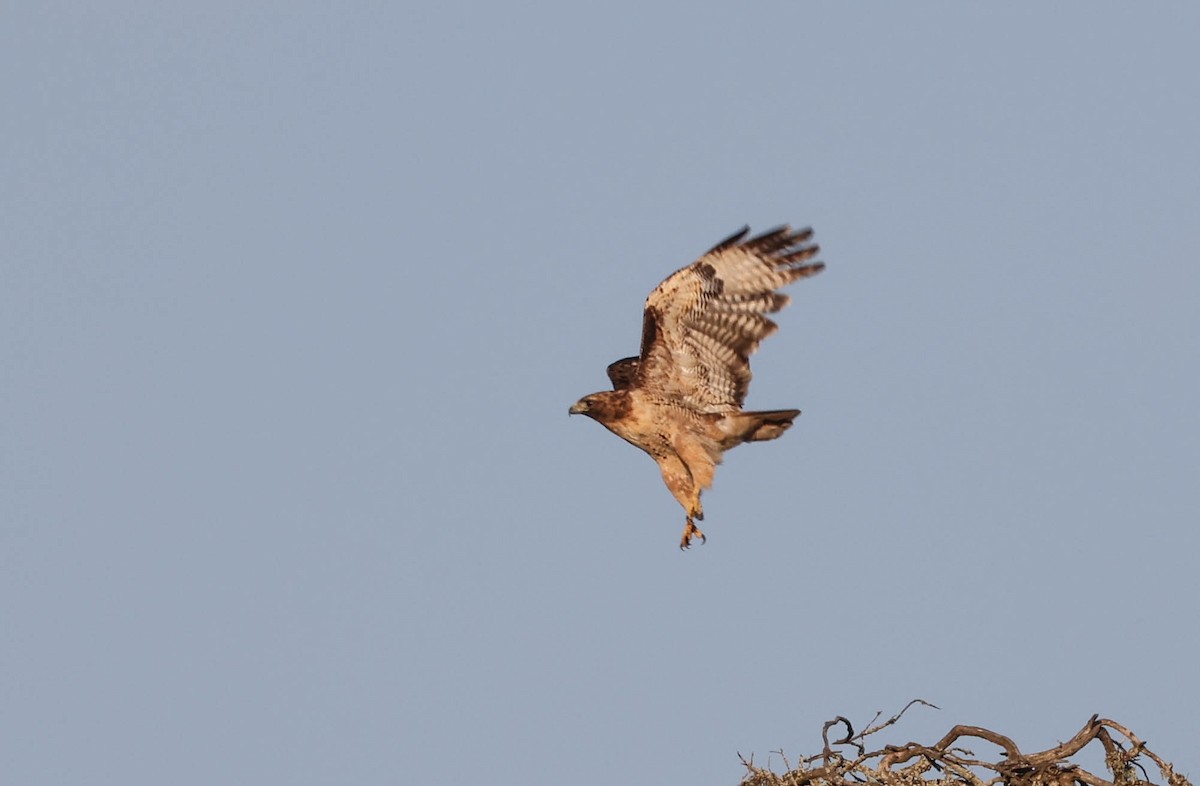Red-tailed Hawk - ML608972791