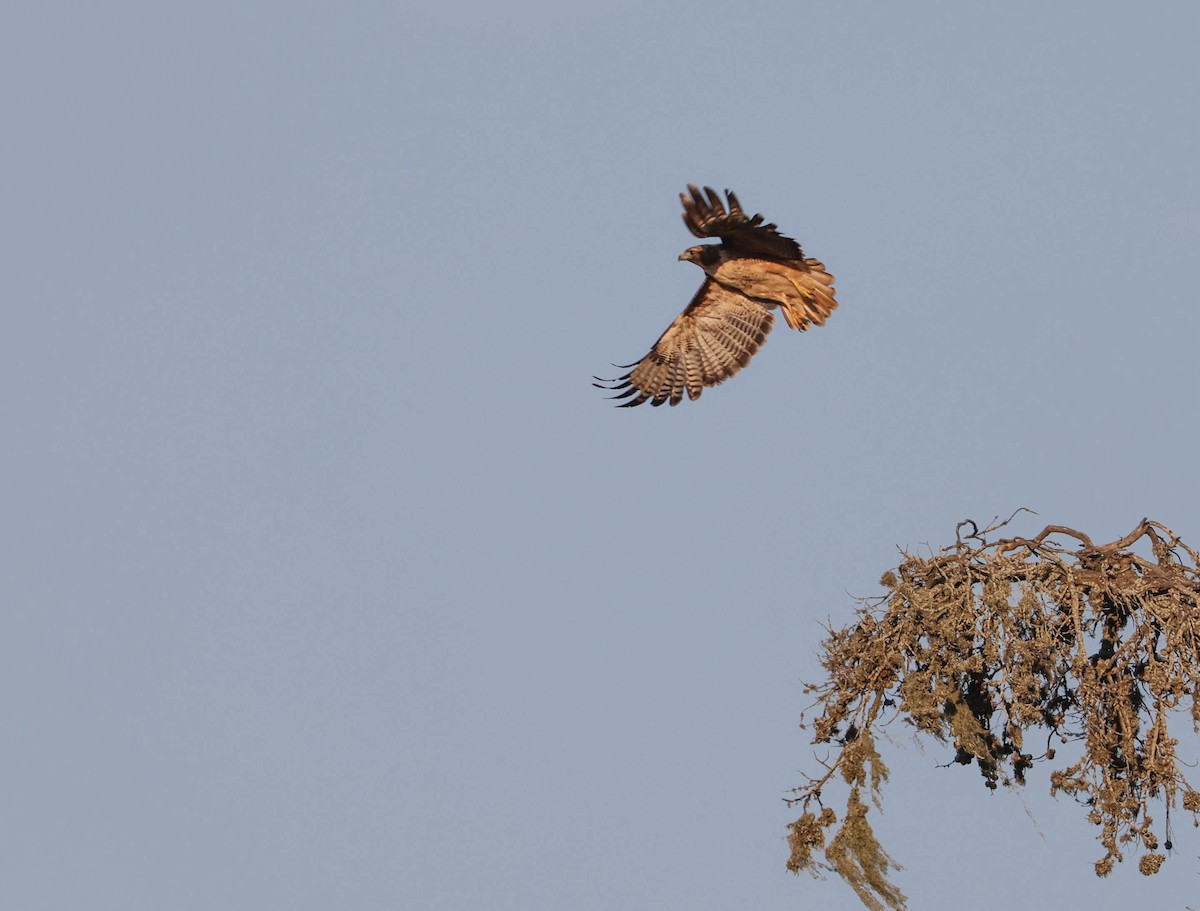 Red-tailed Hawk - ML608972792