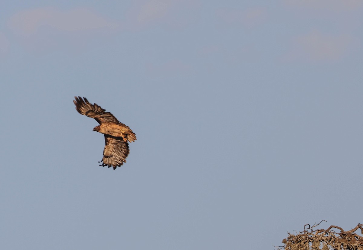 Red-tailed Hawk - Tracy Drake