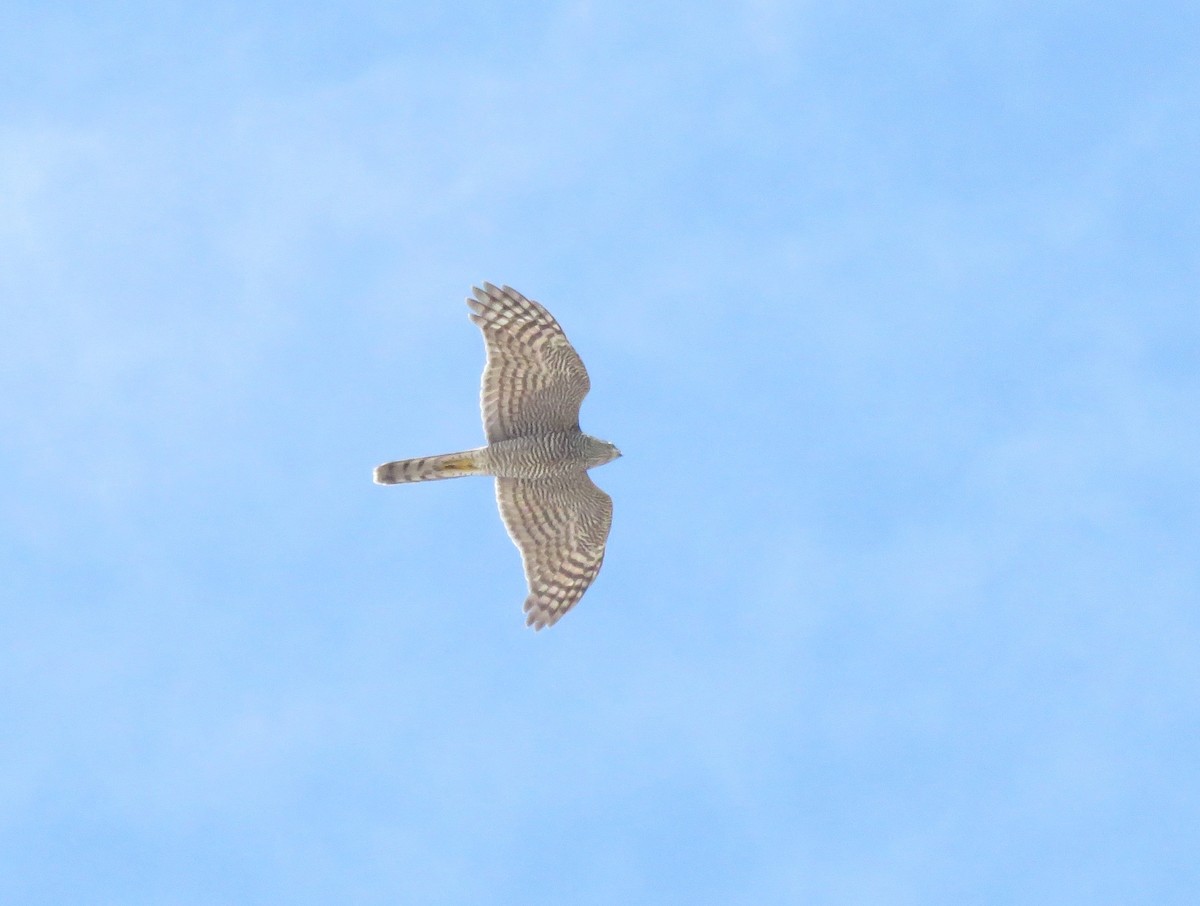 Eurasian Sparrowhawk - ML608972794