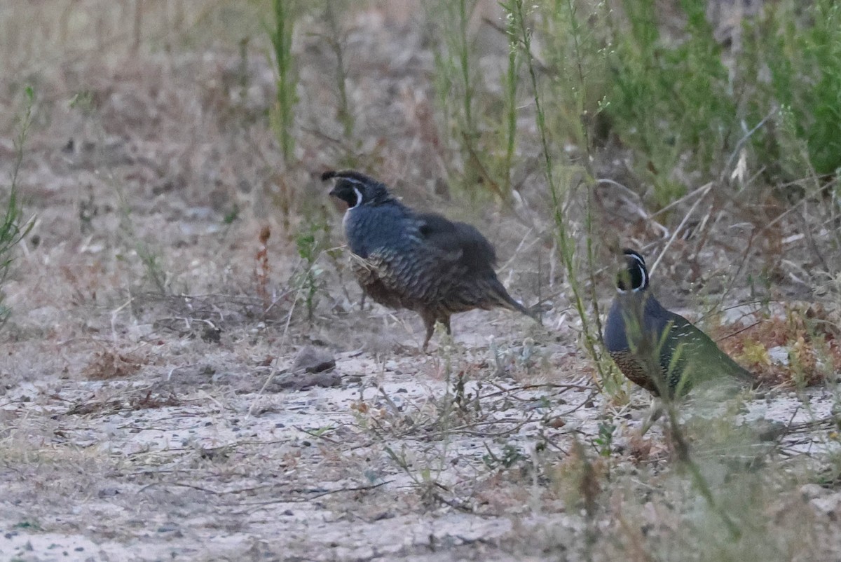 California Quail - ML608972796