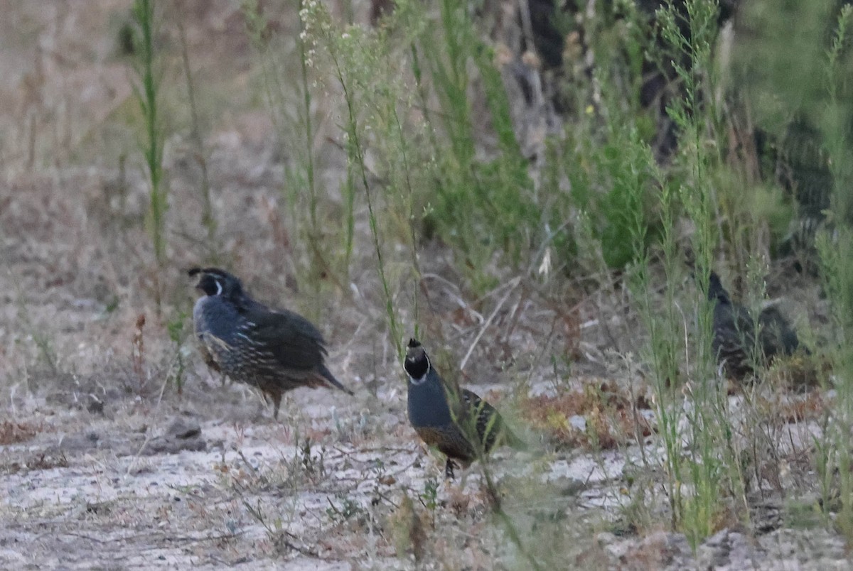 California Quail - ML608972797