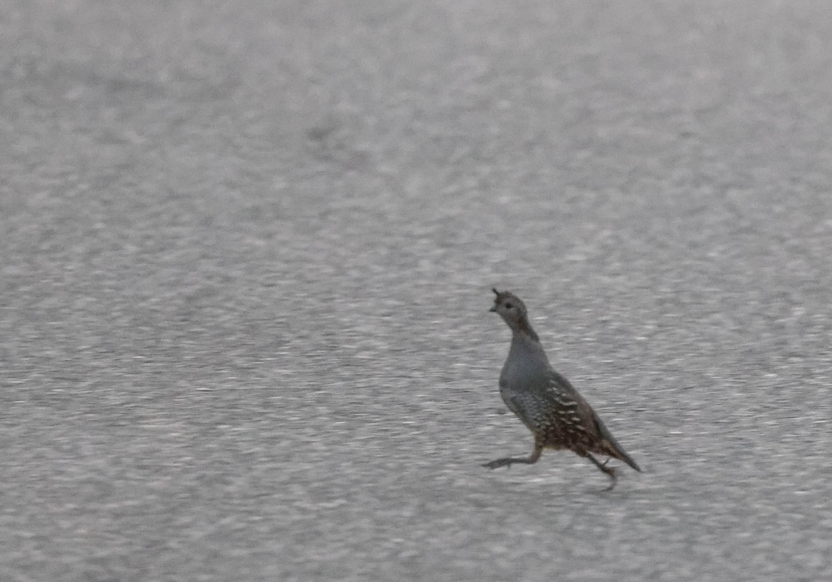 California Quail - ML608972798