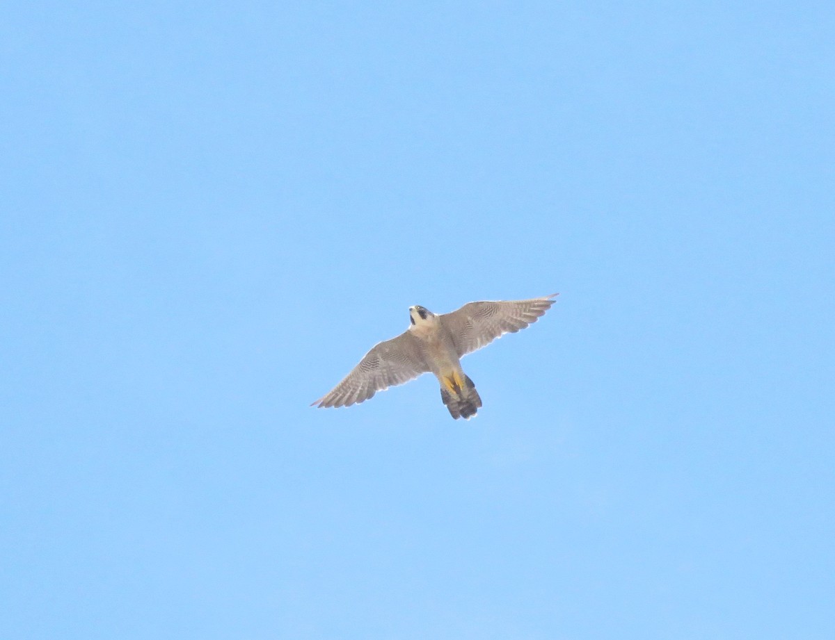 Peregrine Falcon - ML608972810