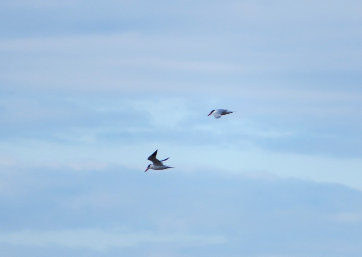 Caspian Tern - Bernie Brown