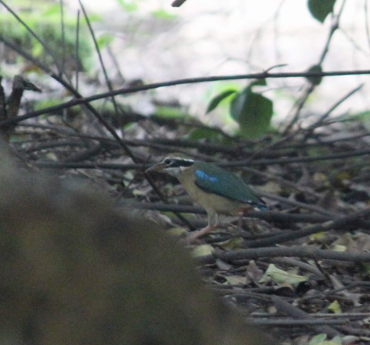 Indian Pitta - ML608973006