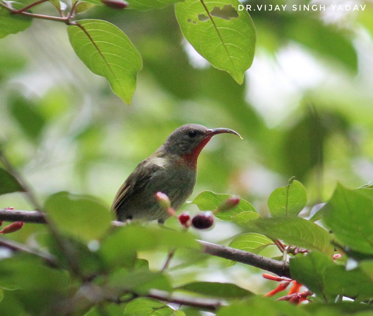 Crimson Sunbird - ML608973011