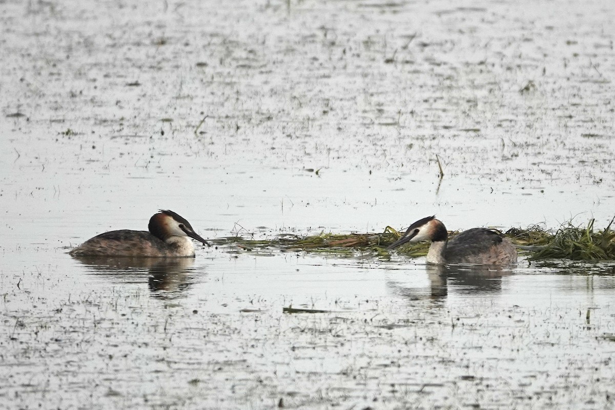 Great Crested Grebe - ML608973124