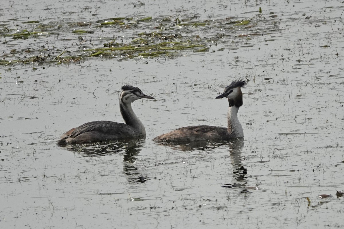 Great Crested Grebe - ML608973176