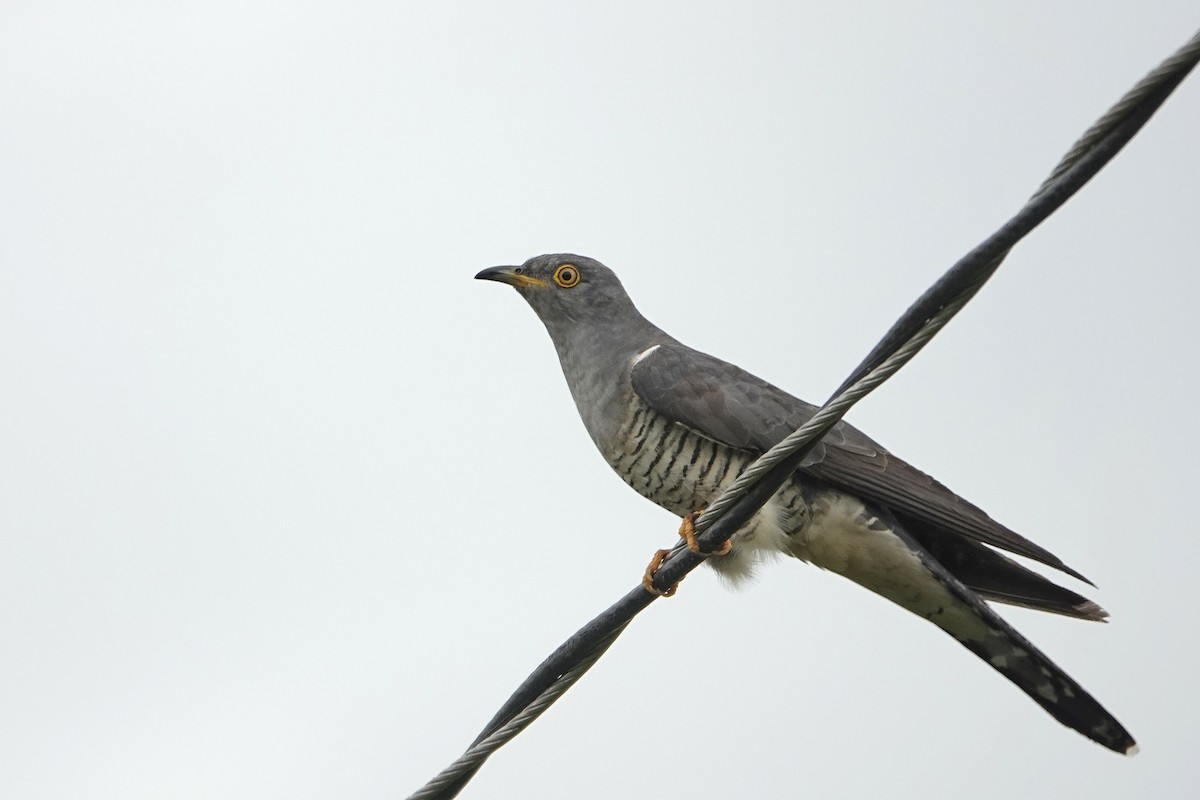 Common Cuckoo - Reginold Thankappa