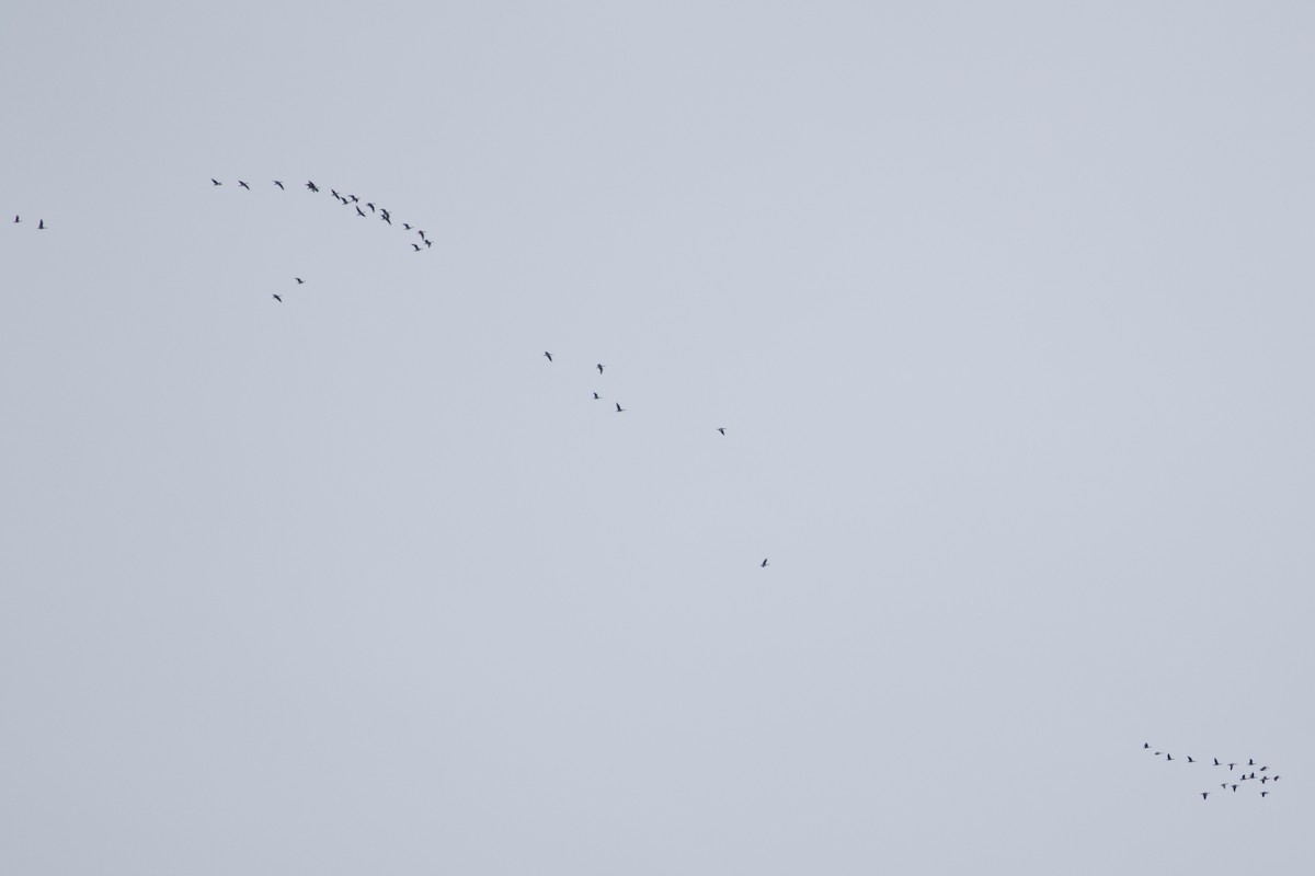 Greater White-fronted Goose - ML608973214