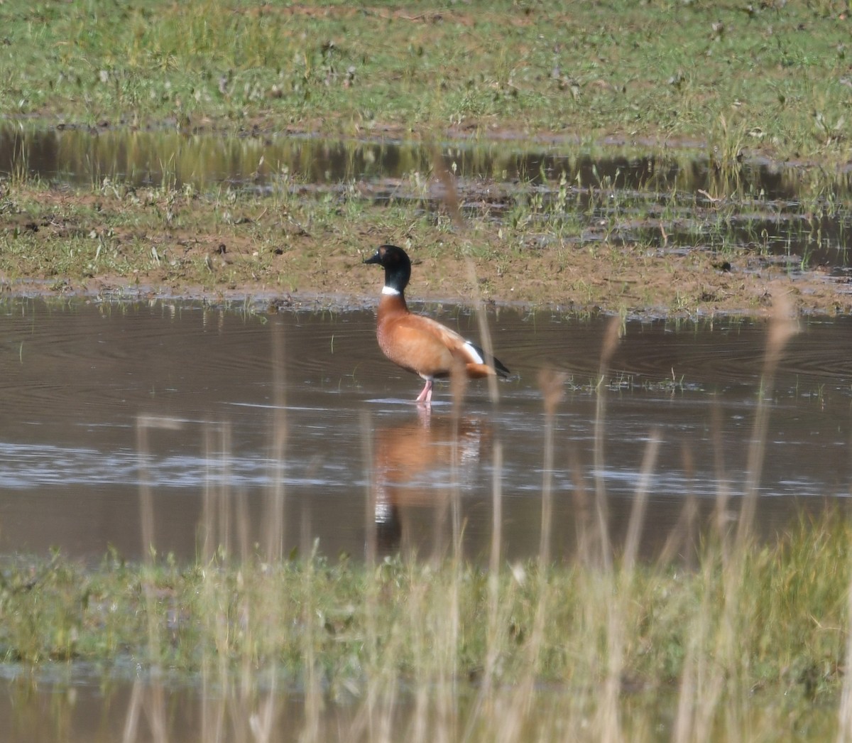 Ruddy x Common Shelduck (hybrid) - ML608973285