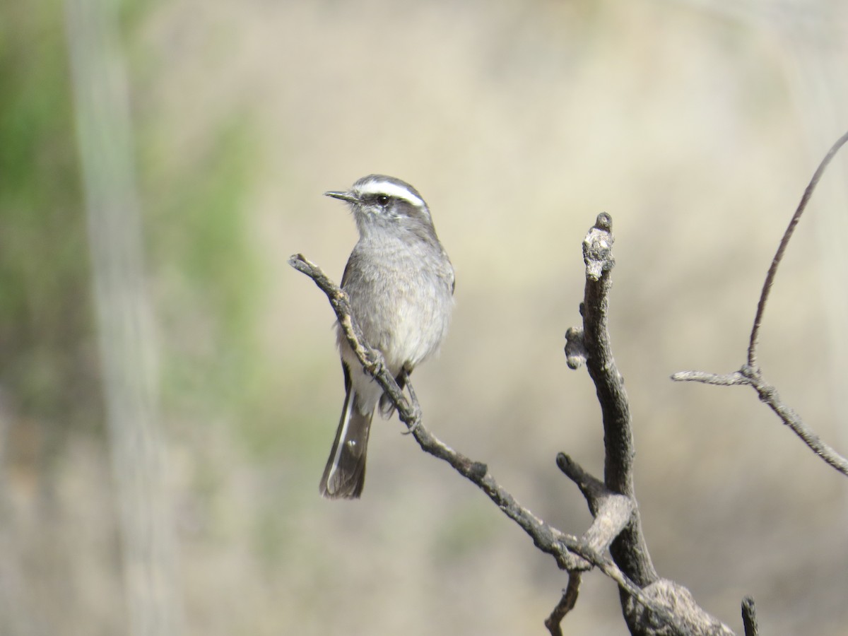 White-browed Chat-Tyrant - ML608973321