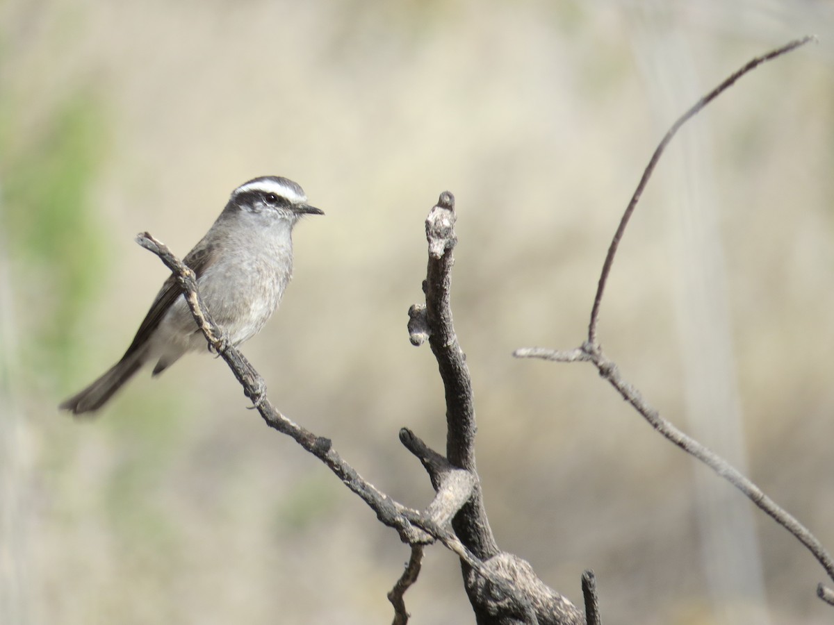 White-browed Chat-Tyrant - ML608973325