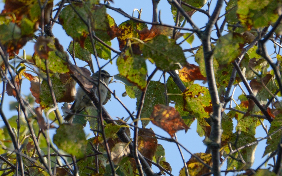 Golden-crowned Kinglet - Luis Trinchan