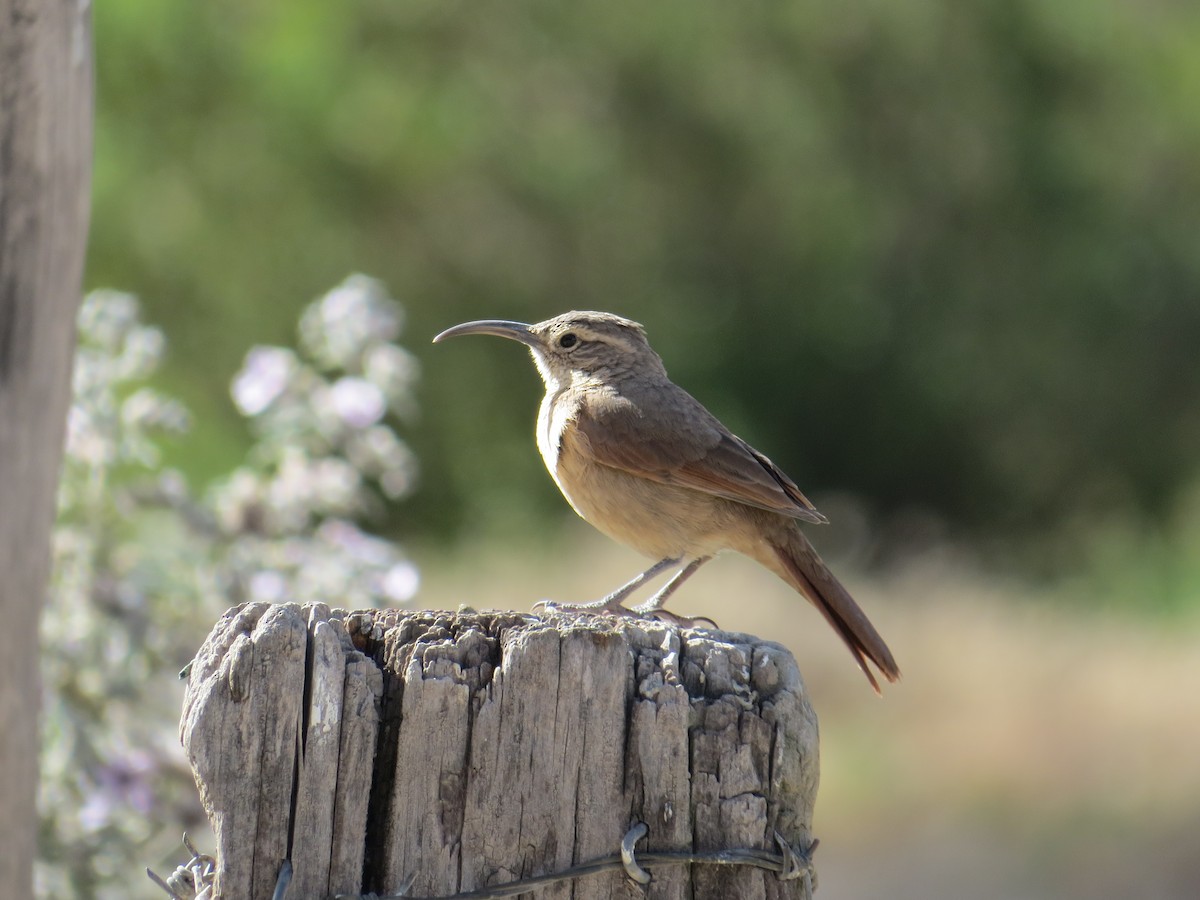 White-throated Earthcreeper - ML608973383