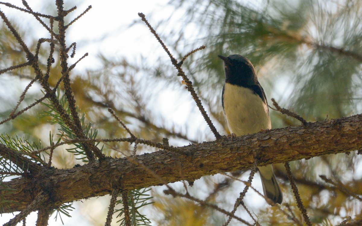 Black-throated Blue Warbler - Luis Trinchan