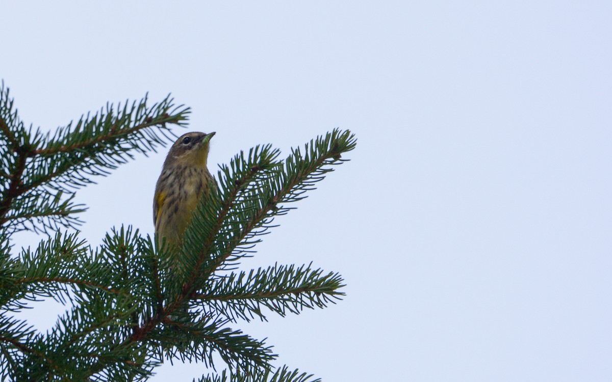 Yellow-rumped Warbler (Myrtle) - ML608973399