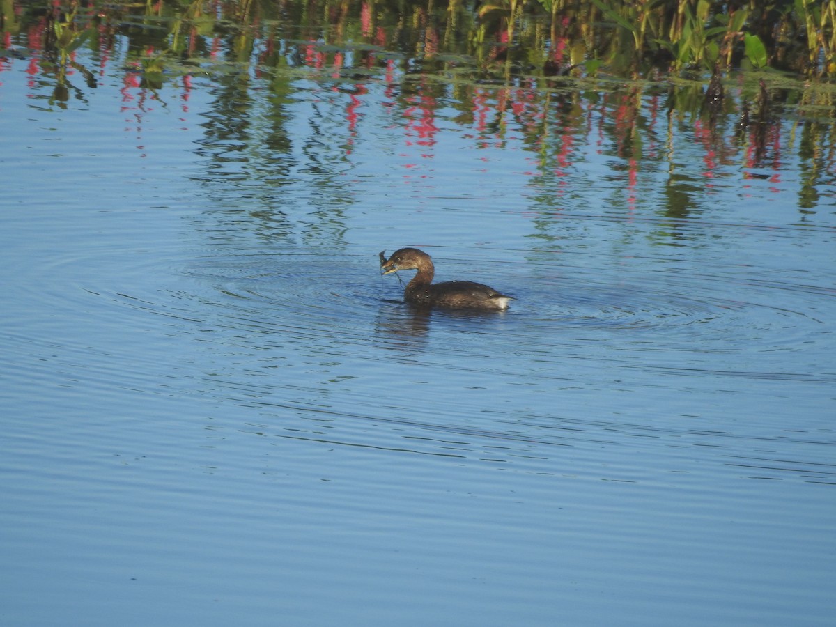 Pied-billed Grebe - ML608973403