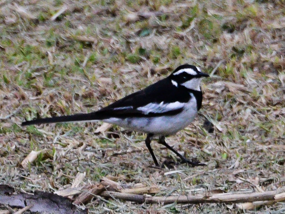 African Pied Wagtail - Xueping & Stephan Popp