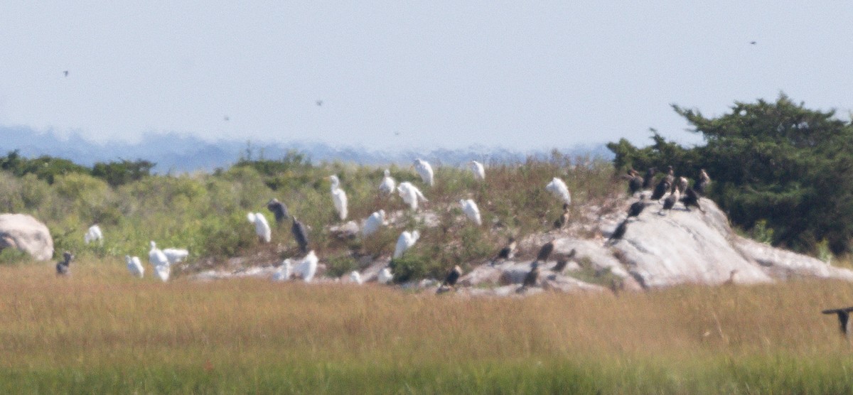 Great Egret - Peter Galvin