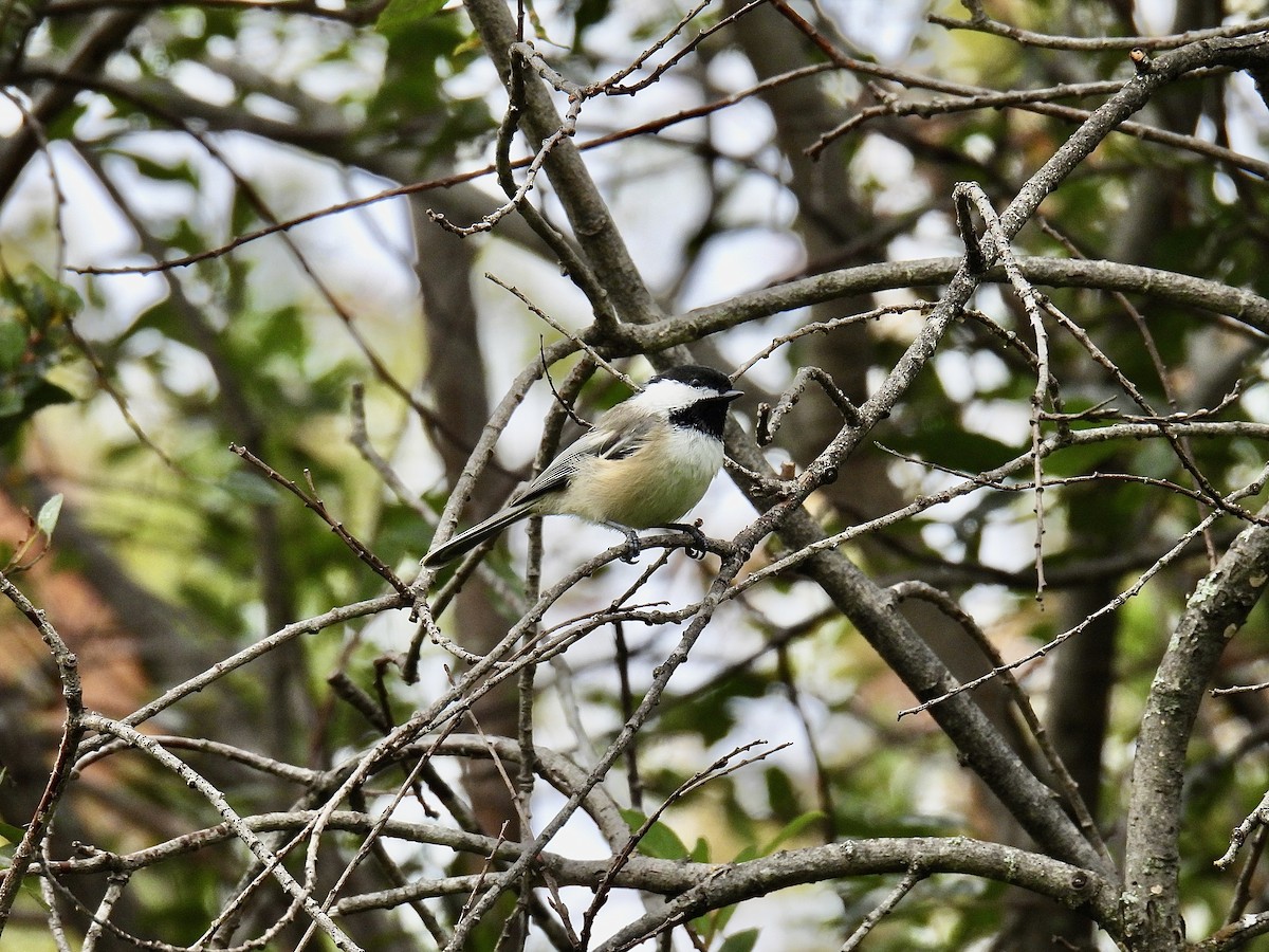 Black-capped Chickadee - ML608973449