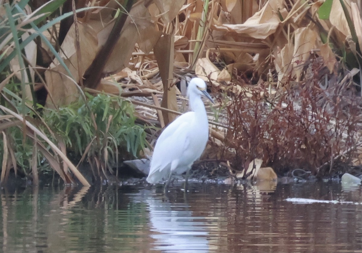 Great Egret - ML608973513