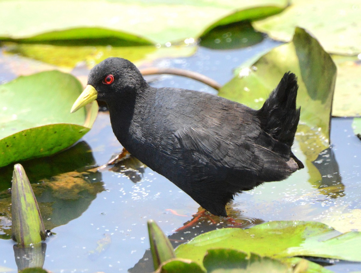 Polluela Negra Africana - ML608973538