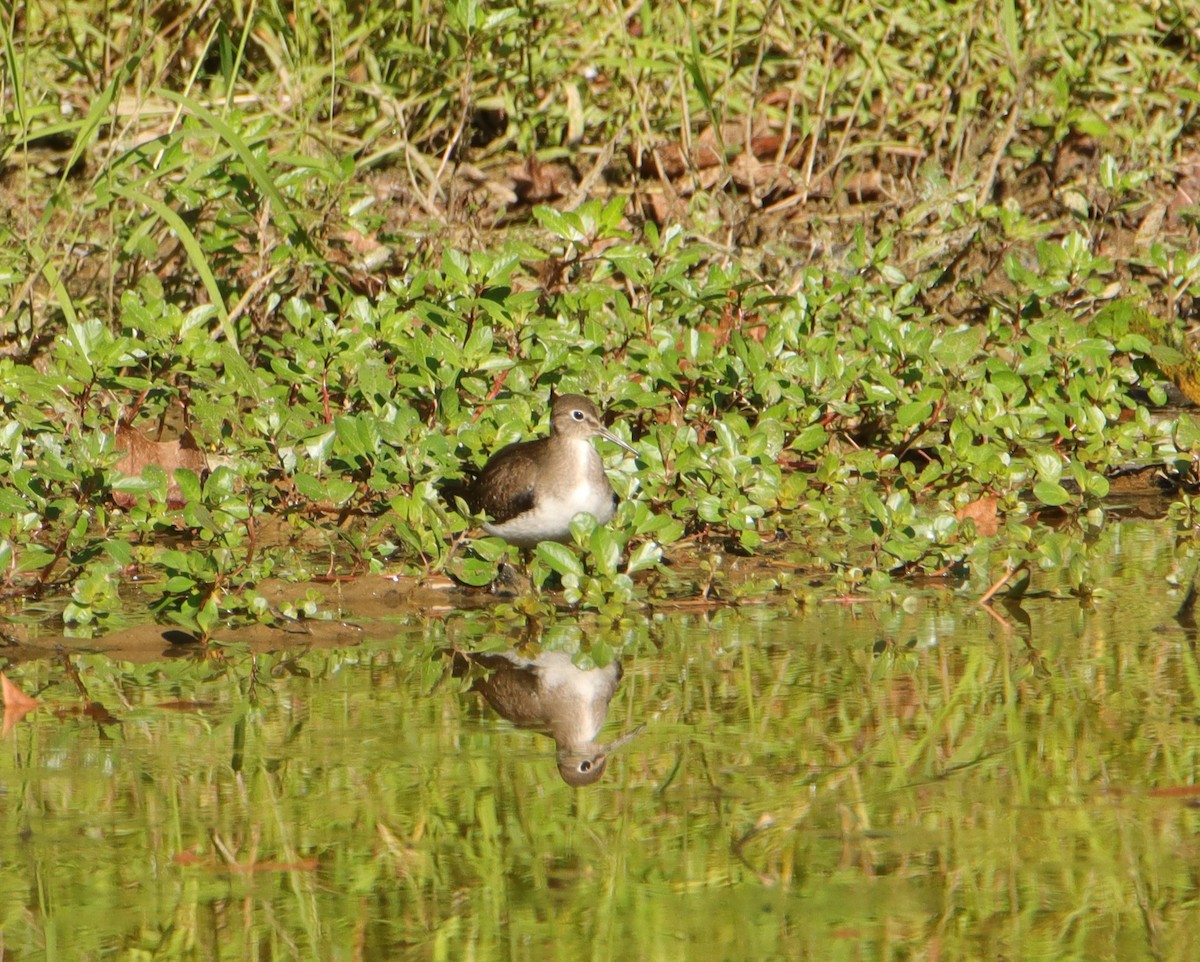 Solitary Sandpiper - ML608973574