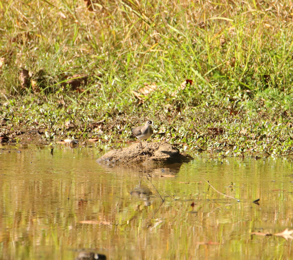 Solitary Sandpiper - ML608973575