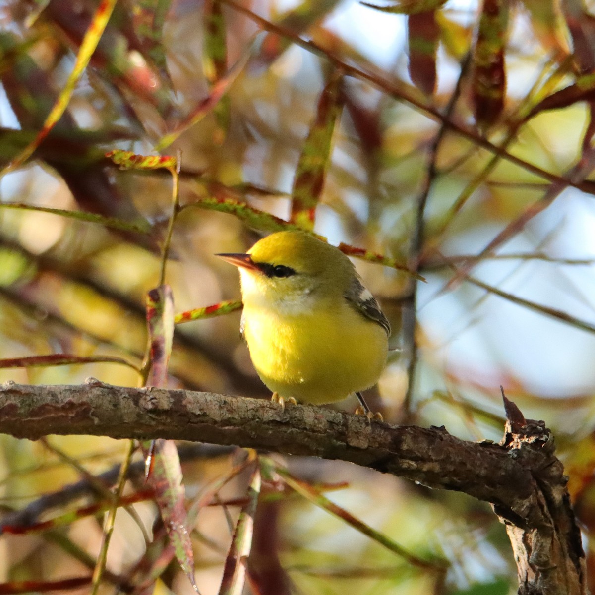 Blue-winged Warbler - ML608973583