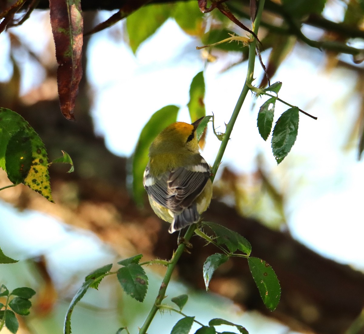 Blue-winged Warbler - ML608973584