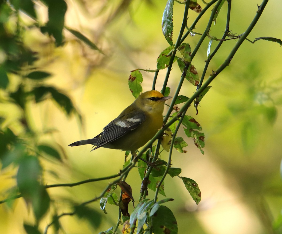 Blauflügel-Waldsänger - ML608973585