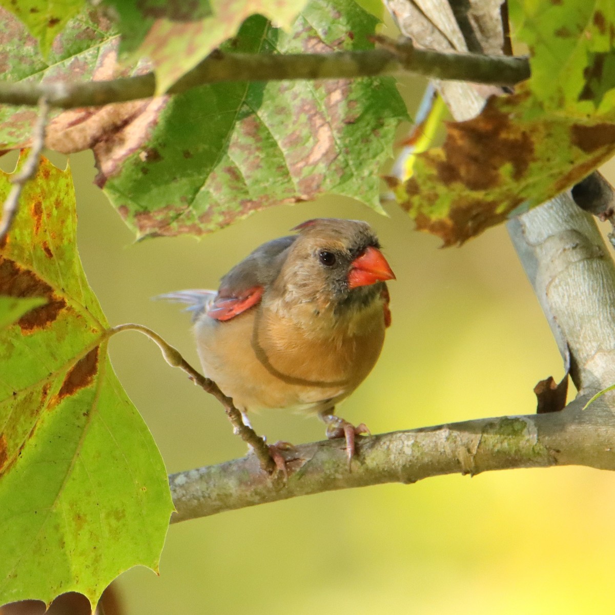 Northern Cardinal - ML608973590