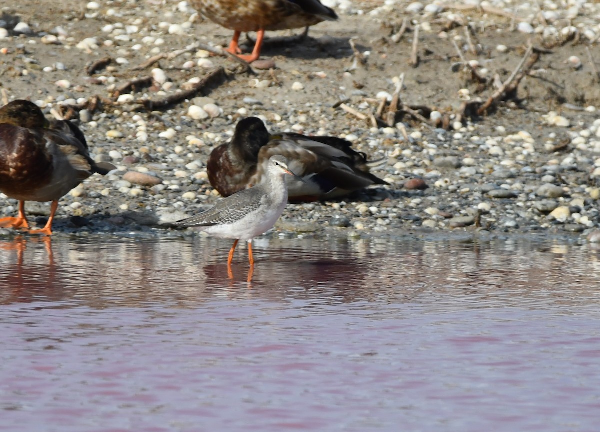 Spotted Redshank - ML608973613