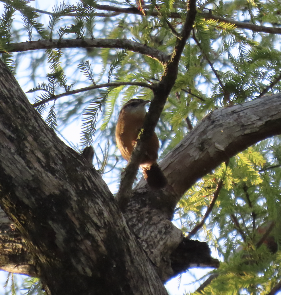 Carolina Wren - ML608973625