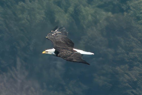 Bald Eagle - ML608973639