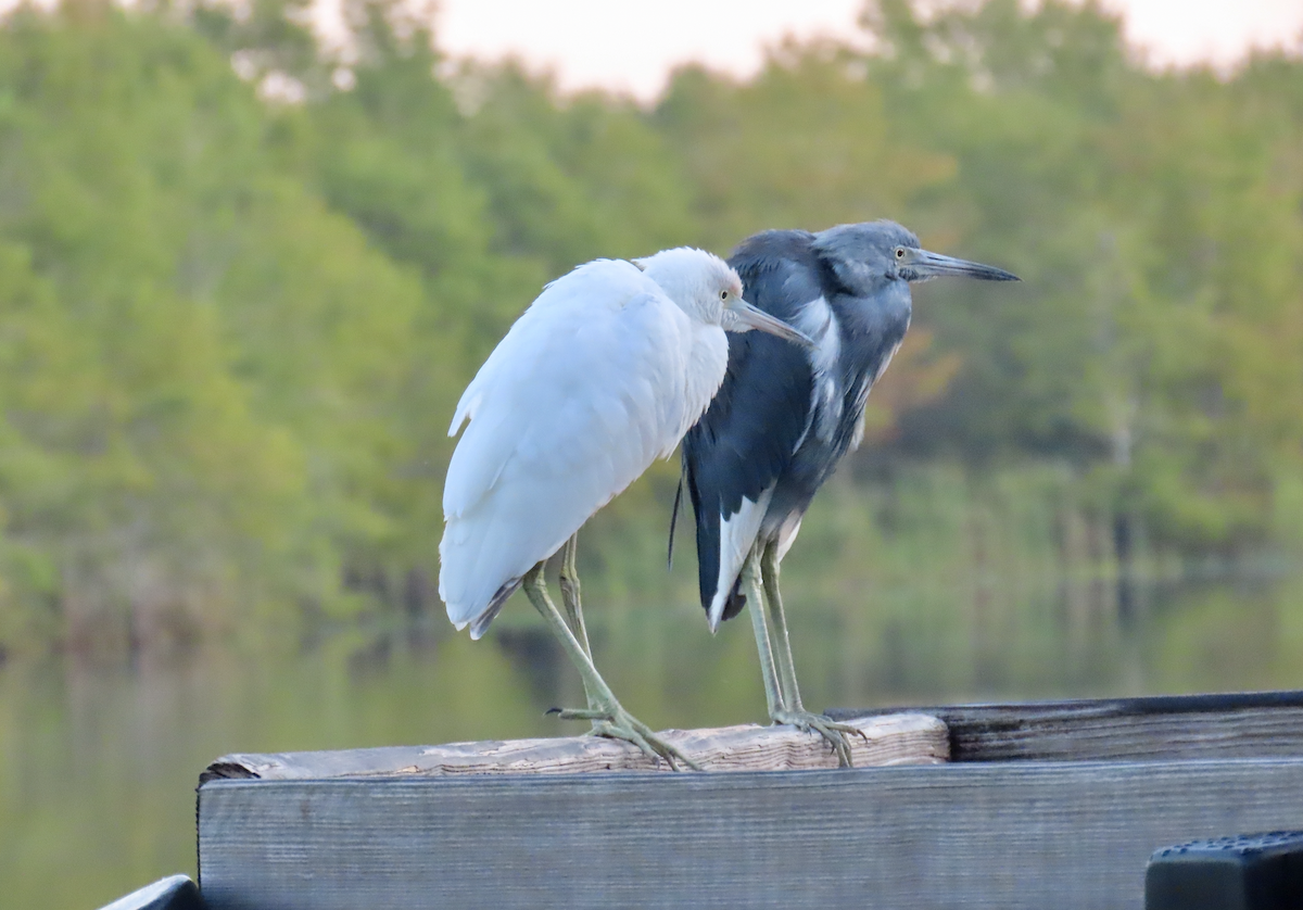 Little Blue Heron - ML608973644