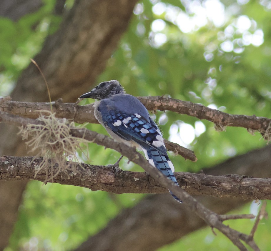 Blue Jay - Gretchen Framel