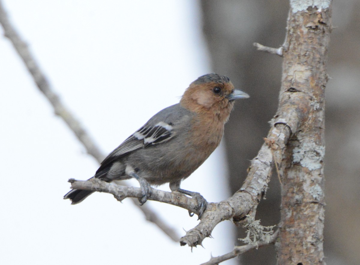 Red-throated Tit - ML608973651