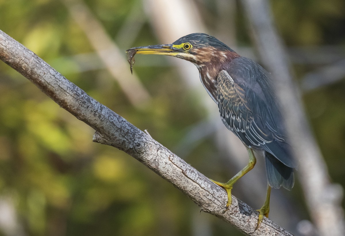 Green Heron - ML608973693