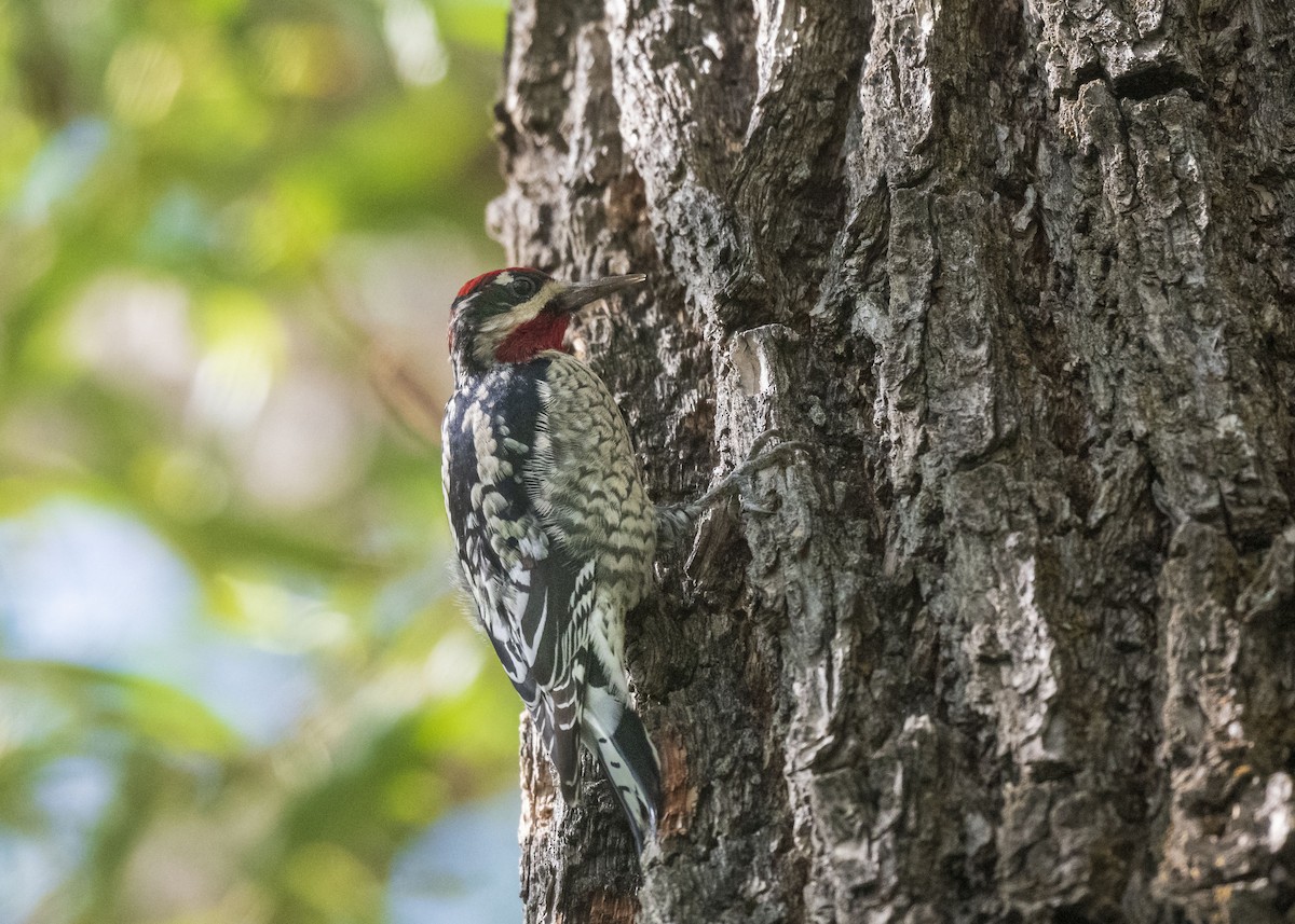 Red-naped Sapsucker - ML608973701